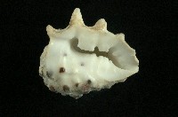 白齒岩螺藏品圖，第3張